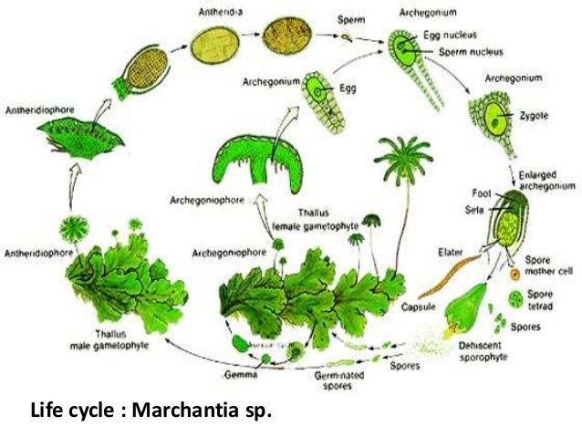 Alternation of generation in archegoniates