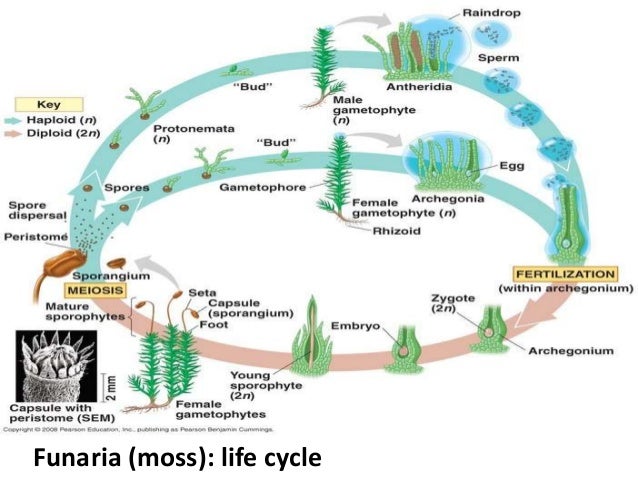 Alternation Of Generations Moss