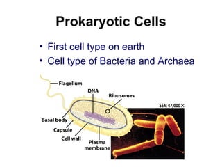 Prokaryotic Cells
• First cell type on earth
• Cell type of Bacteria and Archaea
 