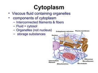 Cytoskeleton
• Filaments & fibers
• Made of 3 fiber types
– Microfilaments
– Microtubules
– Intermediate filaments
• 3 fun...