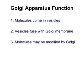 Golgi Apparatus Function
(Continued)
4. Molecules pinched-off in separate vesicle
5. Vesicle leaves Golgi apparatus
6. Ves...