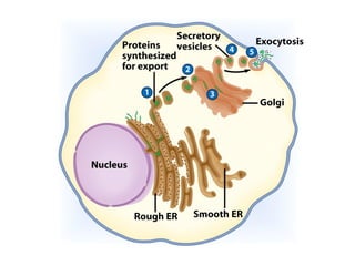 Vacuoles
• Membrane bound storage sacs
• More common in plants than animals
• Contents
– Water
– Food
– wastes
 