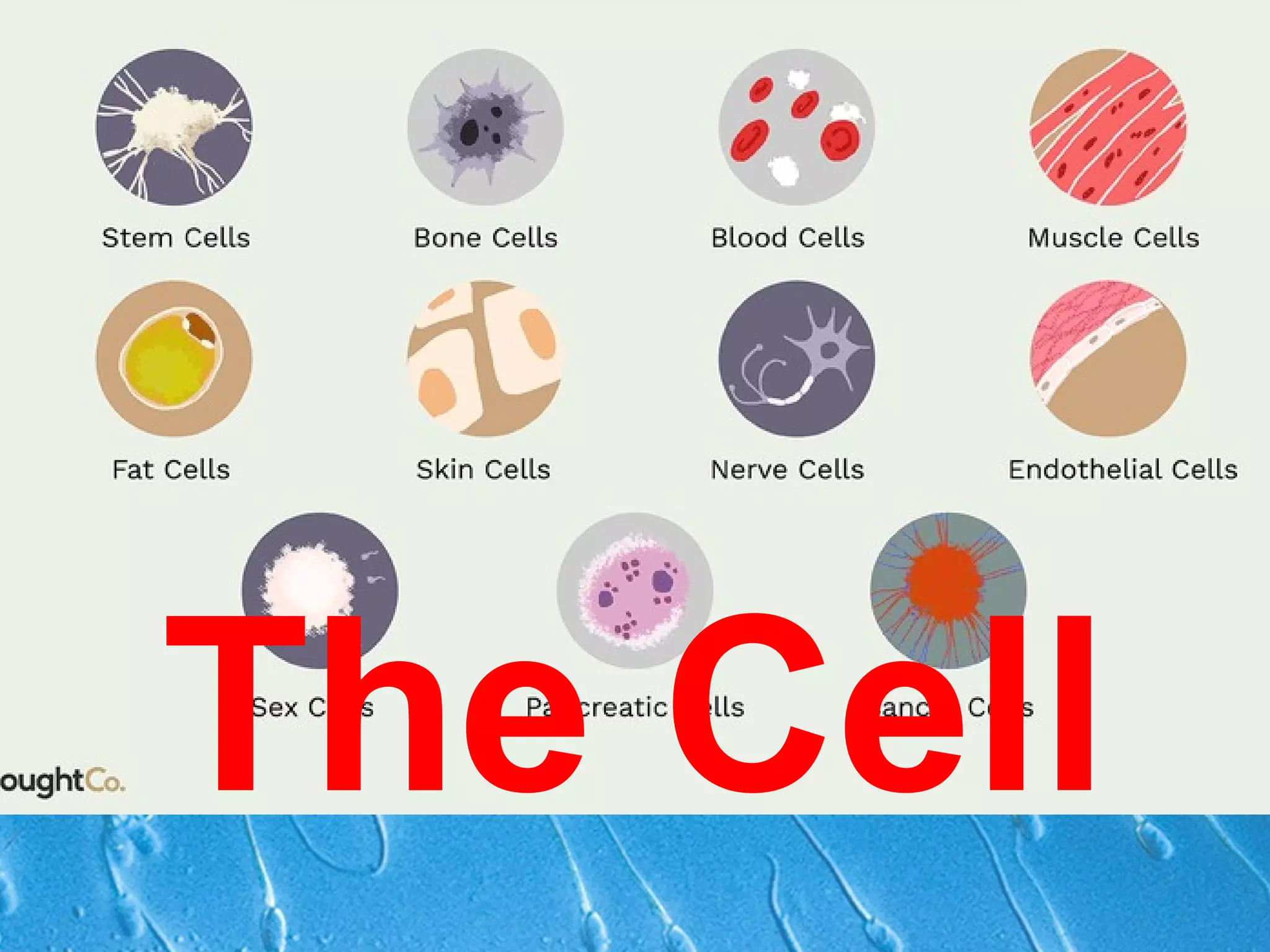 STEM General Biology 1: The Cells | PPT