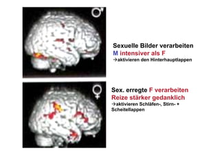 Sexuelle Bilder verarbeiten
M intensiver als F
 aktivieren den Hinterhauptlappen




Sex. erregte F verarbeiten
Reize stärker gedanklich
 aktivieren Schläfen-, Stirn- +
Scheitellappen
 