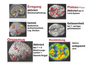 Erregung                         Plateau-Phase
           aktiviert                        Aktiviert bei M
           Glücksempfindung                 Limb.System



           hemmt                            Gelassenheit
           Gedächtnis,                      bei F: weniger
           Aufmerksamkeit,                  gefühlsbetont
           Log. Denken



Orgasmus                      Rückbildung
                                                 Gehirn
                Aktiviert
                                                 entspannt
                Bei F + M
                                                 sich
                Belohnungs-
                system +
                hemmt Angst
 