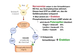 Nervenreize setzen in den Schwellkörpern
NO frei, das Guanylatcyclase aktiviert.
Dieses baut GTP zu cGMP um, das die
Gefäßmuskulatur entspannt
 Blut strömt ein = Erektion
Phosphodiesterase-5 baut cGMP wieder ab
     “ wird durch Potenzpillen blockiert
          Viagra = Sildenafil 50%
          Levitra = Vardenafil 17%
          Cialis = Tadalafil   32%



         Entspannte
          Schwellkörper    Erektion
 