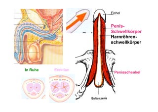 Eichel


                     Penis-
                     Schwellkörper
                     Harnröhren-
                     schwellkörper




In Ruhe   Erektion
                       Penisschenkel
 