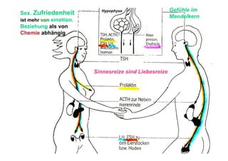 Hypophyse                    Gefühle im
Sex. Zufriedenheit
                                                       Mandelkern
ist mehr von emotion.
Beziehung als von
Chemie abhängig




                        Sinnesreize sind Liebesreize
 