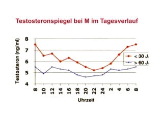Testosteronspiegel bei M im Tagesverlauf
 