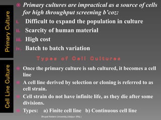 PrimaryCultureCellLineCulture  Primary cultures are impractical as a source of cells
for high throughput screening b’coz:
i. Difficult to expand the population in culture
ii. Scarcity of human material
iii. High cost
iv. Batch to batch variation
 Once the primary culture is sub cultured, it becomes a cell
line
 A cell line derived by selection or cloning is referred to as
cell strain.
 Cell strain do not have infinite life, as they die after some
divisions.
 Types: a) Finite cell line b) Continuous cell line
Bhupal Noble's University,Udaipur (RAj.)
 