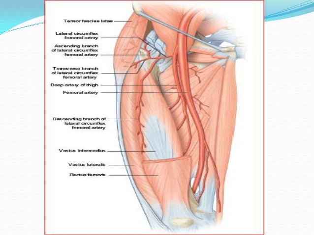 8 supply line Anterolateral flap thigh
