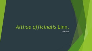 Althae officinalis Linn.
29-4-2020
 