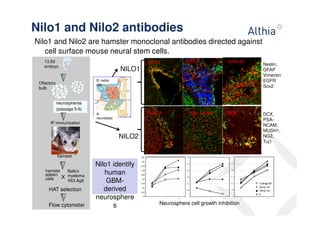 Nilo1 and Nilo2 antibodies 
Nilo1 and Nilo2 are hamster monoclonal antibodies directed against 
cell surface mouse neural stem cells. 
B: radial 
glia 
A: 
neuroblast 
SOX2 GFAP Vimentin 
bIII Tub PSA-NCAM DCX 
NILO1 
NILO2 
Nestin, 
GFAP 
Vimentin 
EGFR 
Sox2 
DCX, 
PSA-NCAM, 
MUSH1, 
NG2, 
Tuj1 
Neurosphere cell growth inhibition 
13,5d 
embryo 
Olfactory 
bulb 
neurospheres 
(passage 5-6) 
IP immunization 
hamster 
hamster 
spleen 
cells X 
HAT selection 
Balb/c 
myeloma 
X63.Ag8 
Flow cytometer 
Nilo1 identify 
human 
GBM-derived 
neurosphere 
s 
 