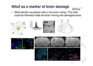 Nilo2 as a marker of brain damage 
• Nilo2 identify neuroblast cells in the brain niches. This cells 
could be followed inside the brain moving into damaged areas 
TEM 
 