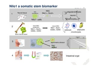 Nilo1 a somatic stem biomarker 
Nilo1+ cells 
oligodendrocytes 
neuron 
s 
astrocytes 
NSC 
neurosphere 
NSC 
Neural tissue Nilo1+, Sox2+ 1 
adipocytes 
osteocyte 
s 
chondriocytes 
Early MSC 
progenitors 
Nilo1+, Sox2+, 
CD29+, CD45- 
mature MSC 
Nilo1-, Sox2-, 
CD29+, CD45- 
Bone marrow tissue 
2 
3 asymmetric division 
0 100 200 
Nilo1 
labeled f=1/10 
5 
fraction of non 
responding cultures 
1 
0,1 
Cells/well 
4 Intestinal crypt 
 