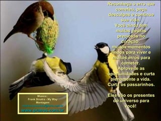 Reconheça o erro que cometeu, peça desculpas e continue sua vida.  Você ainda tem muitas pedras preciosas no coração:  muitos momentos lindos para viver e muitos erros para cometer.  Aproveite as oportunidades e curta plenamente a vida.  Curta os passarinhos.  Eles são os presentes do universo para você!  Música : Frank Sinatra - My Way Montagem [email_address] www.pranos.com.br 