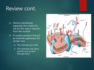 Review cont.
 Plasma membranes
separates the inside of a
cell (in this case a neuron)
from the outside
 It contain proteins that act
as channels (gateways) for
certain ions
 The channels are small
 The channels only allow
specific ions to pass
through them
 
