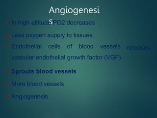 Angiogenesi
s
 In high altitude PO2 decreases
 Less oxygen supply to tissues
 Endothelial cells of blood vessels
vascular endothelial growth factor (VGF)
 Sprouts blood vessels
 More blood vessels
 Angiogenesis
releases
 
