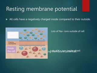Resting membrane potential
 All cells have a negatively charged inside compared to their outside.
 How do cells maintain their resting membrane potential?
Outside
the cell
Inside
the cell
Lots of Na+ ions outside of cell
Lots of K+ ions inside of cell
 