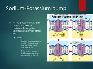 Sodium-Potassium pump
 At rest Sodium-potassium
pumps function to
maintain the negative
internal environment of the
cell
 How?
 Sodium potassium pump
pumps out three Na+
ions for every two K+
ions it takes in
 Net negative charge
inside as compared to
the outside of the cell
 