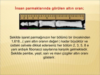 İnsan parmaklarında görülen altın oran;
Şekilde işaret parmağınızın her bölümü bir öncekinden
1,618...( yani altın oranın değeri ) kadar büyüktür ve
üstteki cetvele dikkat ederseniz her bölüm 2, 3, 5, 8 e
yani ardışık fibonacci sayılarına karşılık gelmektedir.
Şekilde pembe, yeşil, sarı ve mavi çizgiler altın oranı
gösterir.
 