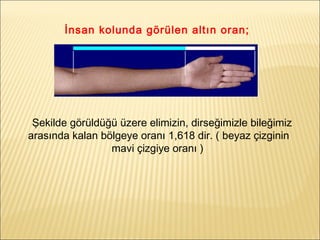 İnsan kolunda görülen altın oran;
 Şekilde görüldüğü üzere elimizin, dirseğimizle bileğimiz
arasında kalan bölgeye oranı 1,618 dir. ( beyaz çizginin
mavi çizgiye oranı )
 