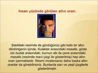 İnsan yüzünde görülen altın oran;
Şekildeki resimde de gördüğünüz gibi kafa bir altın
dikdörtgenin içinde. Kulaklar arasındaki mesafe, gözle
üst dudak arasındaki, burnun altı ile çene arasındaki
mesafe (resimde mavi çizgi ile gösterilmiş) hep altın
oran içermektedir. Resmi incelerseniz daha başka altın
oranlar da görebilirsiniz. Bunlarda sarı ve yeşil çizgilerle
gösterilmiştir.
 