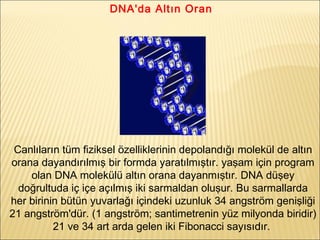 DNA'da Altın Oran
Canlıların tüm fiziksel özelliklerinin depolandığı molekül de altın
orana dayandırılmış bir formda yaratılmıştır. yaşam için program
olan DNA molekülü altın orana dayanmıştır. DNA düşey
doğrultuda iç içe açılmış iki sarmaldan oluşur. Bu sarmallarda
her birinin bütün yuvarlağı içindeki uzunluk 34 angström genişliği
21 angström'dür. (1 angström; santimetrenin yüz milyonda biridir)
21 ve 34 art arda gelen iki Fibonacci sayısıdır.
 