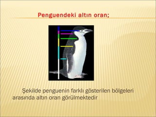 Penguendeki altın oran;
Şekilde penguenin farklı gösterilen bölgeleri
arasında altın oran görülmektedir
 