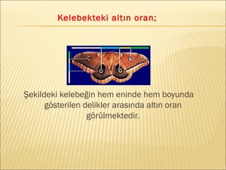 Kelebekteki altın oran;
Şekildeki kelebeğin hem eninde hem boyunda
gösterilen delikler arasında altın oran
görülmektedir.
 