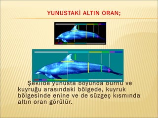 YUNUSTAKİ ALTIN ORAN;
Şekilde yunusta boyunda burnu ve
kuyruğu arasındaki bölgede, kuyruk
bölgesinde enine ve de süzgeç kısmında
altın oran görülür.
 