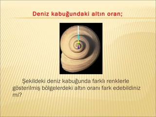 Deniz kabuğundaki altın oran;
Şekildeki deniz kabuğunda farklı renklerle
gösterilmiş bölgelerdeki altın oranı fark edebildiniz
mi?
 