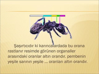 Şaşırtıcıdır ki karıncalardada bu orana
rastlanır resimde görünen organaller
arasındaki oranlar altın orandır. pembenin
yeşile sarının yeşile ... oranları altın orandır.
 