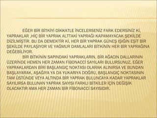 EĞER BİR BİTKİYİ DİKKATLE İNCELERSENİZ FARK EDERSİNİZ Kİ,
YAPRAKLAR ,HİÇ BİR YAPRAK ALTTAKİ YAPRAĞI KAPAMAYACAK ŞEKİLDE
DİZİLMİŞTİR. BU DA DEMEKTİR Kİ, HER BİR YAPRAK GÜNEŞ IŞIĞIN EŞİT BİR
ŞEKİLDE PAYLAŞIYOR VE YAĞMUR DAMLALARI BİTKİNİN HER BİR YAPRAĞINA
DEĞEBİLİYOR.
 BİR BİTKİNİN SAPINDAKİ YAPRAKLARIN, BİR AĞACIN DALLARININ
ÜZERİNDE HEMEN HER ZAMAN FİBONACCİ SAYILARI BULURSUNUZ. EĞER
YAPRAKLARDAN BİRİ BAŞLANGIÇ NOKTASI OLARAK ALINIRSA VE BUNDAN
BAŞLAYARAK, AŞAĞIYA YA DA YUKARIYA DOĞRU, BAŞLANGIÇ NOKTASININ
TAM ÜSTÜNDE VEYA ALTINDA BİR YAPRAK BULUNCAYA KADAR YAPRAKLAR
SAYILIRSA BULUNAN YAPRAK SAYISI FARKLI İհİ İÇİN DEĞİŞİK
OLACAKTIR AMA HER ZAMAN BİR FİBONACCİ SAYISIDIR.
 
