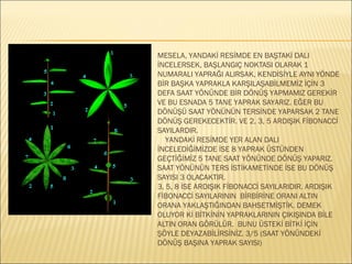 
MESELA, YANDAKİ RESİMDE EN BAŞTAKİ DALI
İNCELERSEK, BAŞLANGIÇ NOKTASI OLARAK 1
NUMARALI YAPRAĞI ALIRSAK, KENDİSİYLE AYNI YÖNDE
BİR BAŞKA YAPRAKLA KARŞILAŞABİLMEMİZ İÇİN 3
DEFA SAAT YÖNÜNDE BİR DÖNÜŞ YAPMAMIZ GEREKİR
VE BU ESNADA 5 TANE YAPRAK SAYARIZ. EĞER BU
DÖNÜŞÜ SAAT YÖNÜNÜN TERSİNDE YAPARSAK 2 TANE
DÖNÜŞ GEREKECEKTİR. VE 2, 3, 5 ARDIŞIK FİBONACCİ
SAYILARDIR.
 YANDAKİ RESİMDE YER ALAN DALI
İNCELEDİĞİMİZDE İSE 8 YAPRAK ÜSTÜNDEN
GEÇTİĞİMİZ 5 TANE SAAT YÖNÜNDE DÖNÜŞ YAPARIZ.
SAAT YÖNÜNÜN TERS İSTİKAMETİNDE İSE BU DÖNÜŞ
SAYISI 3 OLACAKTIR.
3, 5, 8 İSE ARDIŞIK FİBONACCİ SAYILARIDIR. ARDIŞIK
FİBONACCİ SAYILARININ BİRBİRİNE ORANI ALTIN
ORANA YAKLAŞTIĞINDAN BAHSETMİŞTİK. DEMEK
OLUYOR Kİ BİTKİNİN YAPRAKLARININ ÇIKIŞINDA BİLE
ALTIN ORAN GÖRÜLÜR. BUNU ÜSTEKİ BİTKİ İÇİN
ŞÖYLE DEYAZABİLİRSİNİZ. 3/5 (SAAT YÖNÜNDEKİ
DÖNÜŞ BAŞINA YAPRAK SAYISI)

 
