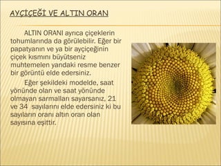 AYÇİÇEĞİ VE ALTIN ORAN
ALTIN ORANI ayrıca çiçeklerin
tohumlarında da görülebilir. Eğer bir
papatyanın ve ya bir ayçiçeğinin
çiçek kısmını büyütseniz
muhtemelen yandaki resme benzer
bir görüntü elde edersiniz.
Eğer şekildeki modelde, saat
yönünde olan ve saat yönünde
olmayan sarmalları sayarsanız, 21
ve 34 sayılarını elde edersiniz ki bu
sayıların oranı altın oran olan
sayısına eşittir.
 