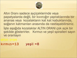 Altın Oranı sadece ayçiçeklerinde veya
papatyalarda değil, bir kıvırcığın yapraklarında bir
ananas veya kozalakların kat kat kabuklarında,
soğanın katmanları arasında da rastlayabilirsiniz.
İşte aşağıda kozalaklar ALTIN ORANI çok açık bir
şekilde gösterirler.  Kırmızı ve yeşil spiralleri sayın
ve oranlayın
altın oran
kırmızı=13 yeşil =8
 