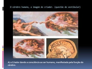 O cérebro humano, a imagem do criador. (questão do vestibular)A) o Criador dando a consciência ao ser humano, manifestada pela função do cérebro.
