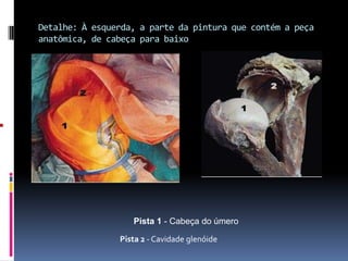Detalhe: À esquerda, a parte da pintura que contém a peça anatômica, de cabeça para baixoPista 1 - Cabeça do úmeroPista 2 - Cavidade glenóide 