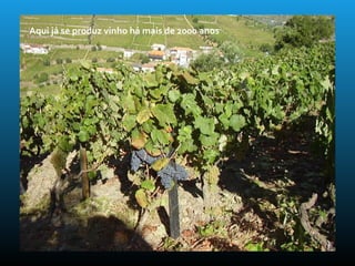 Aqui já se produz vinho há mais de 2000 anos
 