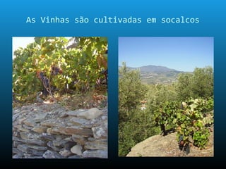 As Vinhas são cultivadas em socalcos
 
