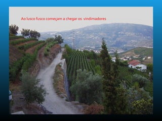 Ao lusco fusco começam a chegar os vindimadores
 