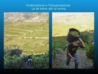 Vindimadores e Transportadores
Lá de baixo até cá acima
 