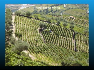 Perdidos na Vinha
 