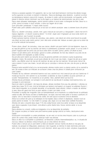 intirzia cu aceasta operatie 3-5 saptamini, dar nu mai mult decit termenul cind locul de altoire incepe 
sa fie sugrumat ca urmare a cresterii in diametru. Daca se dezleaga prea devreme, e pericol ca vintul 
sa dezlipeasca lastarul crescut din mugure, de aceea in unele carti se recomanda ca mugurele sa fie 
plasat in directia vintului dominant sau sa fie legat cu un betisor de restul pomului sau de un arac. 
Daca uitam altoaiele nedezlegate, pomul ramine subtire in locul unde e strangulat de folie. Daca nu s - 
a frint, pomul isi revine in anul urmator, e bine sa-l legam de un arac. 
Cum procurăm portaltoaie ? ( repet unele lucruri) 
Putem avea pomi salbatici crescuti pe un loc bun si ii altoim acolo(vor avea o crestere buna din primul 
an). 
Daca nu, căutăm corcoduşi, zarzări, meri, gutui crescuti pe sub pomi ş -i dezgropăm ( dacă mai sint în 
repaus vegetativ ), îi ducem acasă şi altoim ” în mînă”, după care îi îngropam pe locul unde dorim să 
crească pomul, sau îi punem la şcoală. 
Putem semana toamna sîmburi de corcoduş, cais, piersic, cais (dacă am strins anul trecut) la şcoală 
sau direct pe locul unde dorim pomul ( vom altoi anul urmator-dar trebuie sa avem grija sa nu uitam de 
ei si sa fie sufocati de buruieni) 
Putem căuta „răsad” de corcoduş, cires sau zarzar, răsărit sub pomi batrîni (cit mai devreme dupa ce 
au ieşit din pămînt şi mai au rezerva de hrana in cotiledoane) şi plantam acest „răsad” în un loc unde îl 
putem îngriji(scoala de pomi) sau pe locul unde dorim sa avem pomul, pentru a fi altoiti la anul. 
Uneori se pot obtine pomi din butaşi- gutuiul si unele portaltoaie de mar dau radacini ca şi vita de vie 
dacă nuielele sint ingropate şi udate la timp. 
Se pot altoi pomi batrini pe ramurile de sus de grosime potrivită (cit creionul si pina la grosimea 
degetului mare). De exemplu se pot pune altoaie de mar in par sau invers, muguri de păr pe un gutui 
batrîn, sau diferite soiuri de mar pe alt mar(mar de vara pe mar de toamna). Se pot pune ramuri de 
cais si piersic în prun sau invers, se pot altoi pe un corcodus o ramura de cais, una de prun şi alta de 
piersic. 
Piersicul este sensibil la boli şi nu se recomanda altoirea multor pomi cu piersic pentru că nu rezistă la 
boli. De aceea e bine ca in fiecare an sa facem citeva craci de piersic in ceilalti pomi simburosi pe 
care ii avem. 
Portaltoi de nuc obtinem semanind toamna nuci sau cautind nuci mici crescuti pe sub nuci batrini-vor fi 
mutati pe locul lor. Unii oameni nu au incredere ca altoirea va reusi si prefera sa puna pomisorii „la 
scoala”.Transplantarea lor inseamna un an pierdut. Deci, plantati direct pe locul lor. 
Altoirea facuta primăvara se numeşte in ochi plecînd iar cea facută în acelaşi mod toamna tirziu, se 
numeşte în ochi dormind . 
Dacă am ratat in primăvară ( din lipsa de altoaie, altoaie recoltate tîrziu sau rău păstrate )- altoirea se 
poate face dupa 10-15 mai, cind se formeaza pe lastarul crud aparut un mugure la subţioara frunzei ( 
chiar dacă mugurele nu e complet dezvoltat, el se dezvolta dupa altoire). Uneori e nevoie de altoirea 
in vara daca am gasit mai tirziu un pom valoros si vrem sa-l avem si noi. 
Procedeul e acelaşi dar mugurele care se transplantează se ia impreuna cu codiţa frunzei la subtioara 
careia se afla. Din frunza se taie cu foarfeca(sau se rupe) cea mai mare parte si se lasa o portiune cît 
unghia. Unii nu lasa decit o bucatica de codita, de care apuca scutisorul cind se altoieste. 
Altoiul se ia direct din pom şi se altoieşte cit mai repede (daca sintem in deplasare, lastarul crud se 
poate pastra la nevoie 1-2 zile invelit in o punga uda, dupa ce s-au lasat doar coditele frunzelor). 
Altoirea din vara e reusită daca dupa 7-10 zile codiţa frunzei este inca verde la baza si se desprinde 
uşor daca e apasata in jos.Uneori, cind altoiul a prins foarte bine, frunza ramine verde si nu se 
desprinde. 
Daca altoirea nu a reusit, codita se innegreste si nu se desprinde de portaltoi. 
Din mugure va pleca un lastar care pină toamna poate ajunge pină la un metru, dacă pomul este 
îngrijit. 
Exista pomi incompatibili cu unele portaltoaie, eu am avut un soi de cires timpuriu care nu a prins pe 
visinii din curtea mea, poate trebuia altoit pe malin sau altceva. 
Daca un altoi nu e compatibil cu portaltoiul, se foloseste o altoire intermediara(adica eu, in situatia de 
mai sus, trebuia sa altoiesc ciresul timpuriu pe un cires obtinut din visin). 
Putem altoi o ramura pe un pom bătrin si fară să retezăm ramura înainte de altoit (e mai greu de 
realizat, ne jenează la înfăşurarea plasticului ) dar mugurele va rămîne în stare dorminda pină anul 
viitor cind va trebui sa retezem(altoire in ochi dormind- altoim aşa cind nu vrem să plece mugurele-de 
 