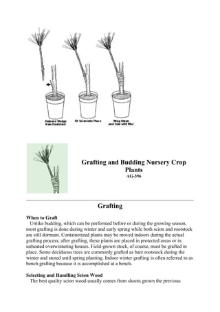 Grafting and Budding Nursery Crop
                                          Plants
                                                    AG-396




                                     Grafting
When to Graft
  Unlike budding, which can be performed before or during the growing season,
most grafting is done during winter and early spring while both scion and rootstock
are still dormant. Containerized plants may be moved indoors during the actual
grafting process; after grafting, these plants are placed in protected areas or in
unheated overwintering houses. Field-grown stock, of course, must be grafted in
place. Some deciduous trees are commonly grafted as bare rootstock during the
winter and stored until spring planting. Indoor winter grafting is often referred to as
bench grafting because it is accomplished at a bench.

Selecting and Handling Scion Wood
 The best quality scion wood usually comes from shoots grown the previous
 
