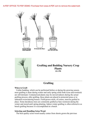 A-PDF OFFICE TO PDF DEMO: Purchase from www.A-PDF.com to remove the watermark




                                       Grafting and Budding Nursery Crop
                                                     Plants
                                                               AG-396




                                                Grafting
           When to Graft
             Unlike budding, which can be performed before or during the growing season,
           most grafting is done during winter and early spring while both scion and rootstock
           are still dormant. Containerized plants may be moved indoors during the actual
           grafting process; after grafting, these plants are placed in protected areas or in
           unheated overwintering houses. Field-grown stock, of course, must be grafted in
           place. Some deciduous trees are commonly grafted as bare rootstock during the
           winter and stored until spring planting. Indoor winter grafting is often referred to as
           bench grafting because it is accomplished at a bench.

           Selecting and Handling Scion Wood
            The best quality scion wood usually comes from shoots grown the previous
 