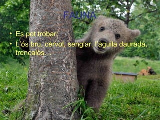 FAUNA
• Es pot trobar:
• L’ós bru, cèrvol, senglar, l’àguila daurada,
trencalòs…
 