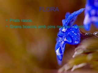 FLORA
• Prats rasos.
• Grans boscos amb pins negres i avets.
 
