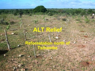 ALT Relief Reforestation north of Tsihombe 